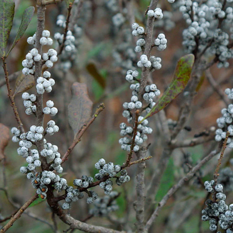 Bayberry by Wicked Good Perfume - Image 2