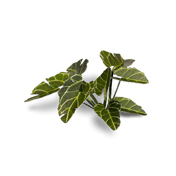 Gamers Grass Laser Plants: Elephant Ear - Image 3