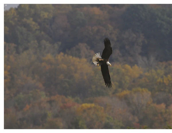 Inside a Bald Eagle's Nest by Schiffer Publishing - Image 2
