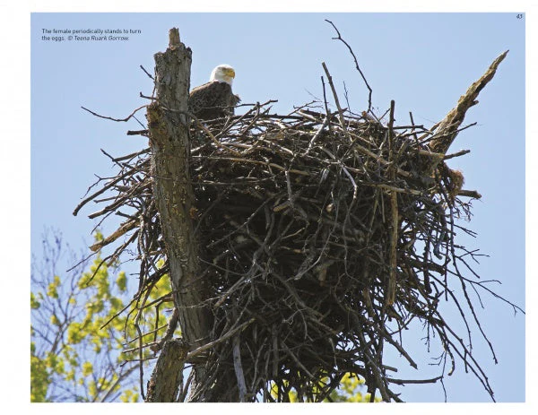 Inside a Bald Eagle's Nest by Schiffer Publishing - Image 3