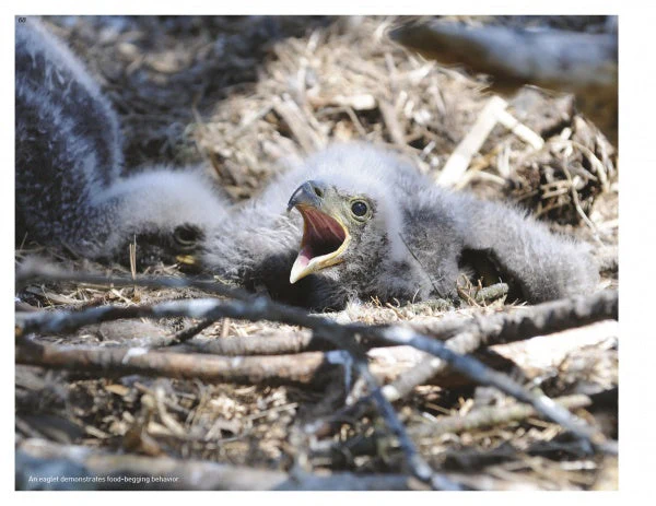 Inside a Bald Eagle's Nest by Schiffer Publishing - Image 4
