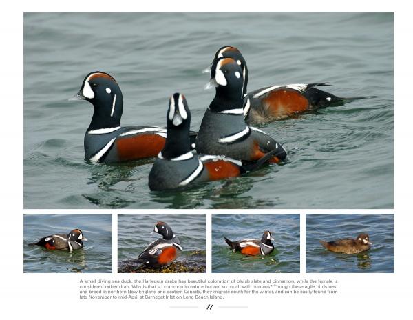 New Jersey Birds and Beyond by Schiffer Publishing - Image 2