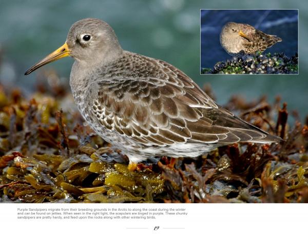 New Jersey Birds and Beyond by Schiffer Publishing - Image 3
