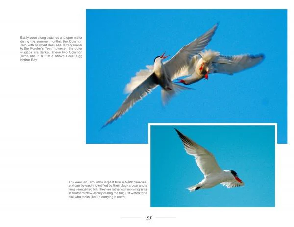 New Jersey Birds and Beyond by Schiffer Publishing - Image 4