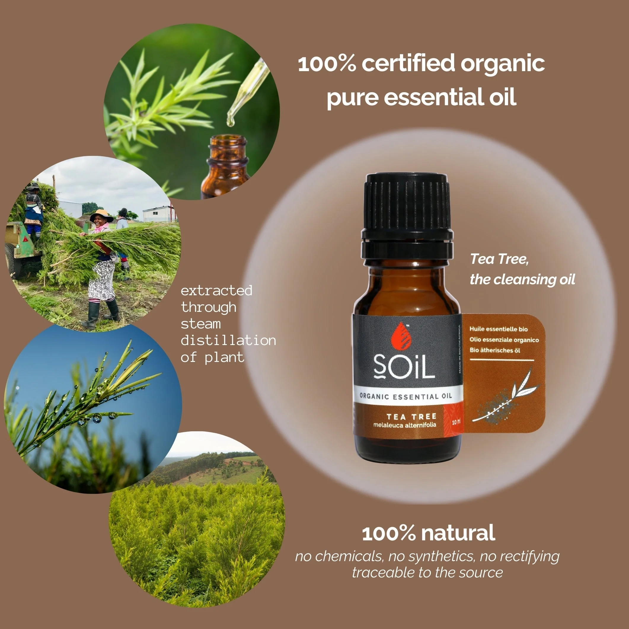 Organic Tea Tree Essential Oil (Melaleuca Alternifolia) 10ml by SOiL Organic Aromatherapy and Skincare - Image 3