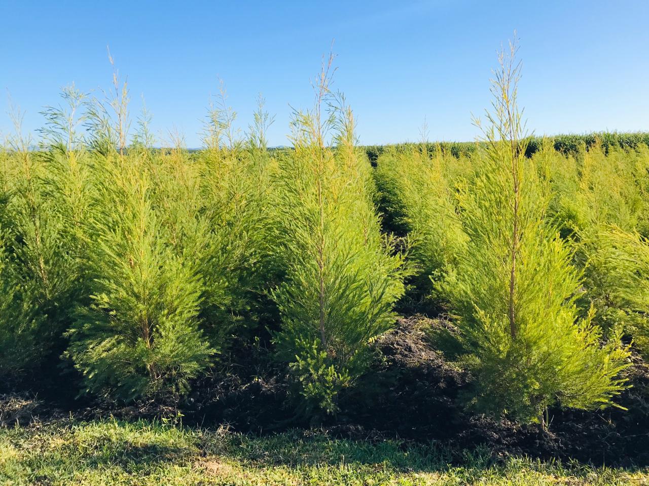 Organic Tea Tree Essential Oil (Melaleuca Alternifolia) 10ml by SOiL Organic Aromatherapy and Skincare - Image 8