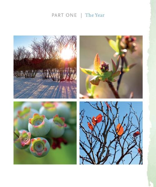 Out in Blue Fields by Schiffer Publishing - Image 3