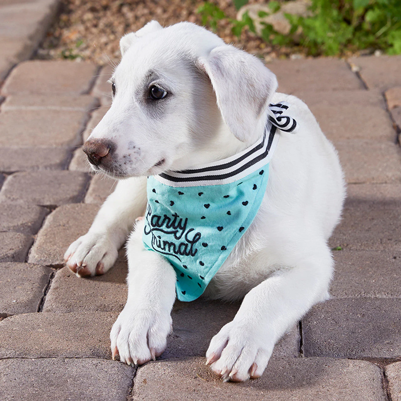 Party Animal Pet Bandana | In Blue With Printed Hearts Designs by The Bullish Store - Image 5