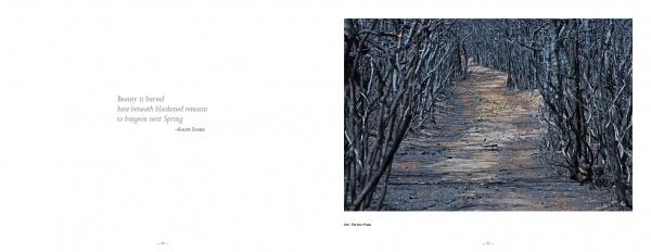 Pinelands by Schiffer Publishing - Image 5