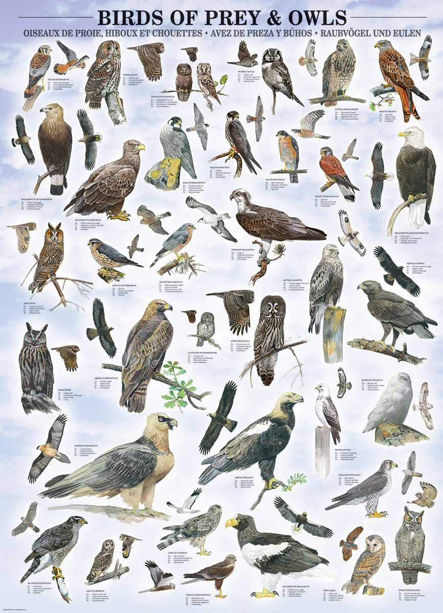 Puzzle: Animal Charts - Birds of Prey and Owls - Image 3