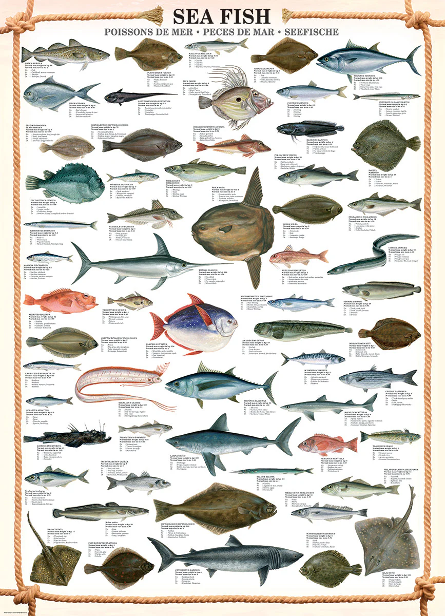 Puzzle: Animal Charts - Sea Fish - Image 3