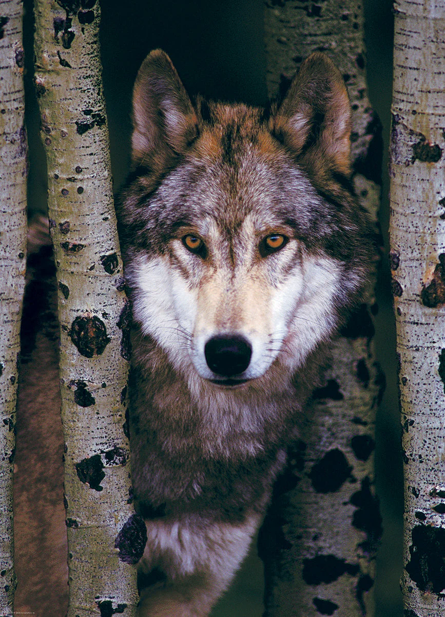 Puzzle: Animal Life Photography - Gray Wolf - Image 3