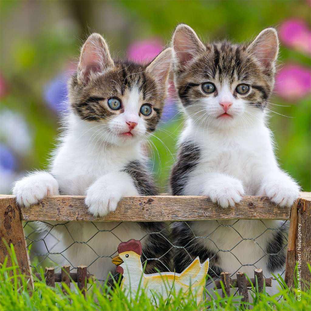 Puzzle: Cuddly Kittens - Image 2