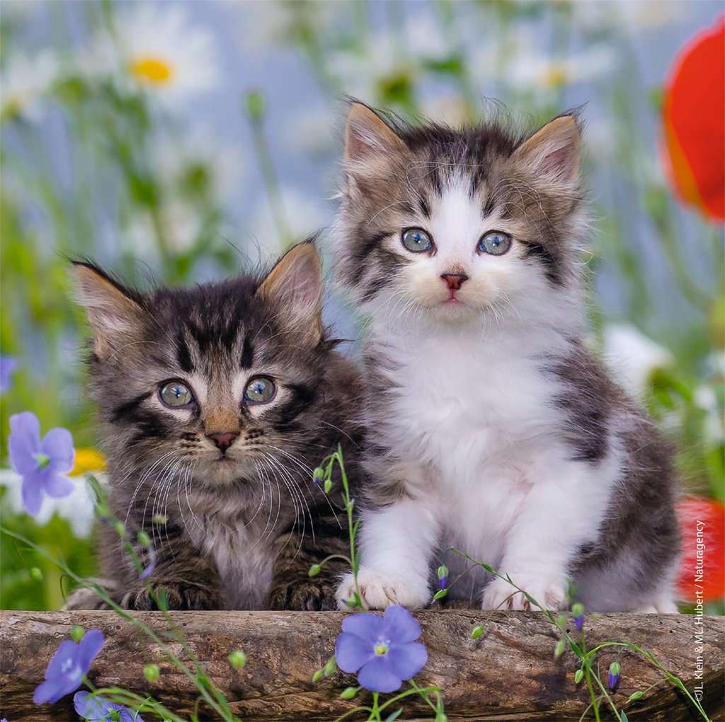 Puzzle: Cuddly Kittens - Image 3
