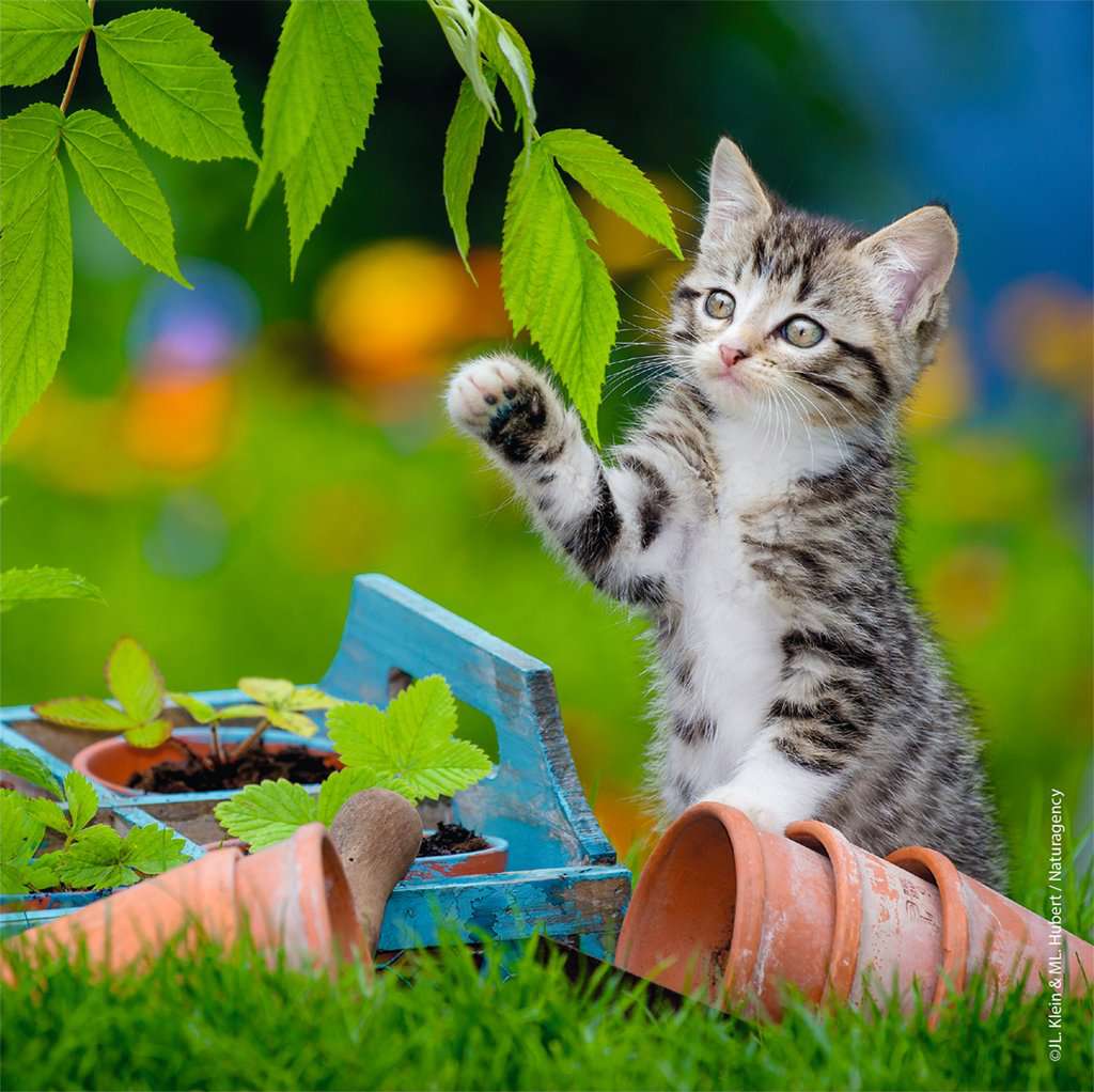Puzzle: Cuddly Kittens - Image 4