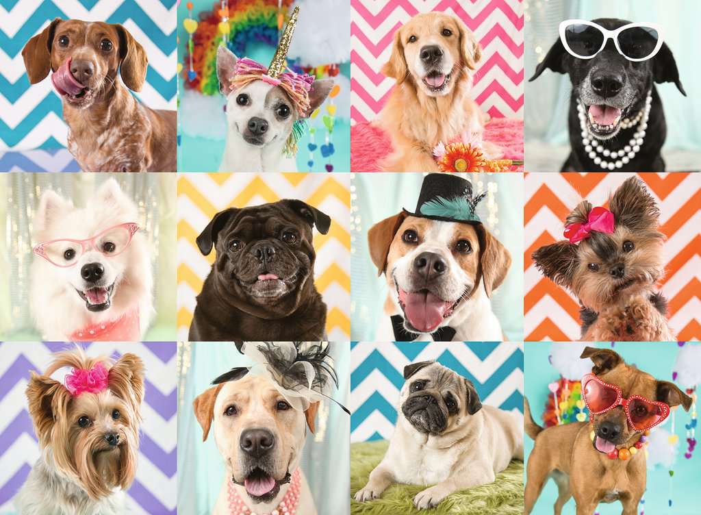Puzzle: Doggy Disguise - Image 2