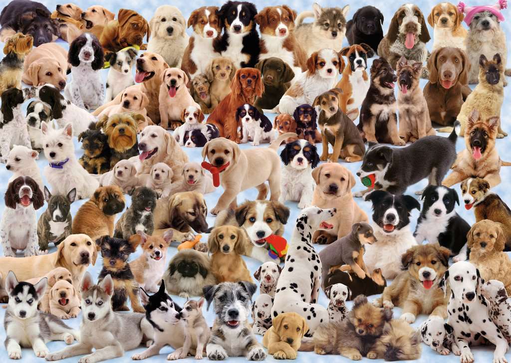 Puzzle: Dogs Galore - Image 2