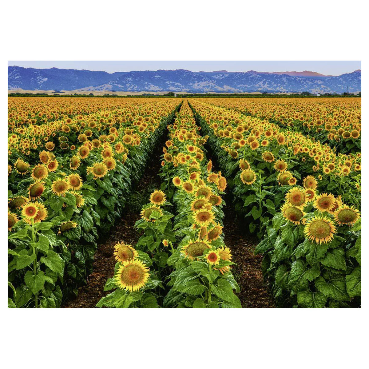 Puzzle: Fields of Gold - Image 2