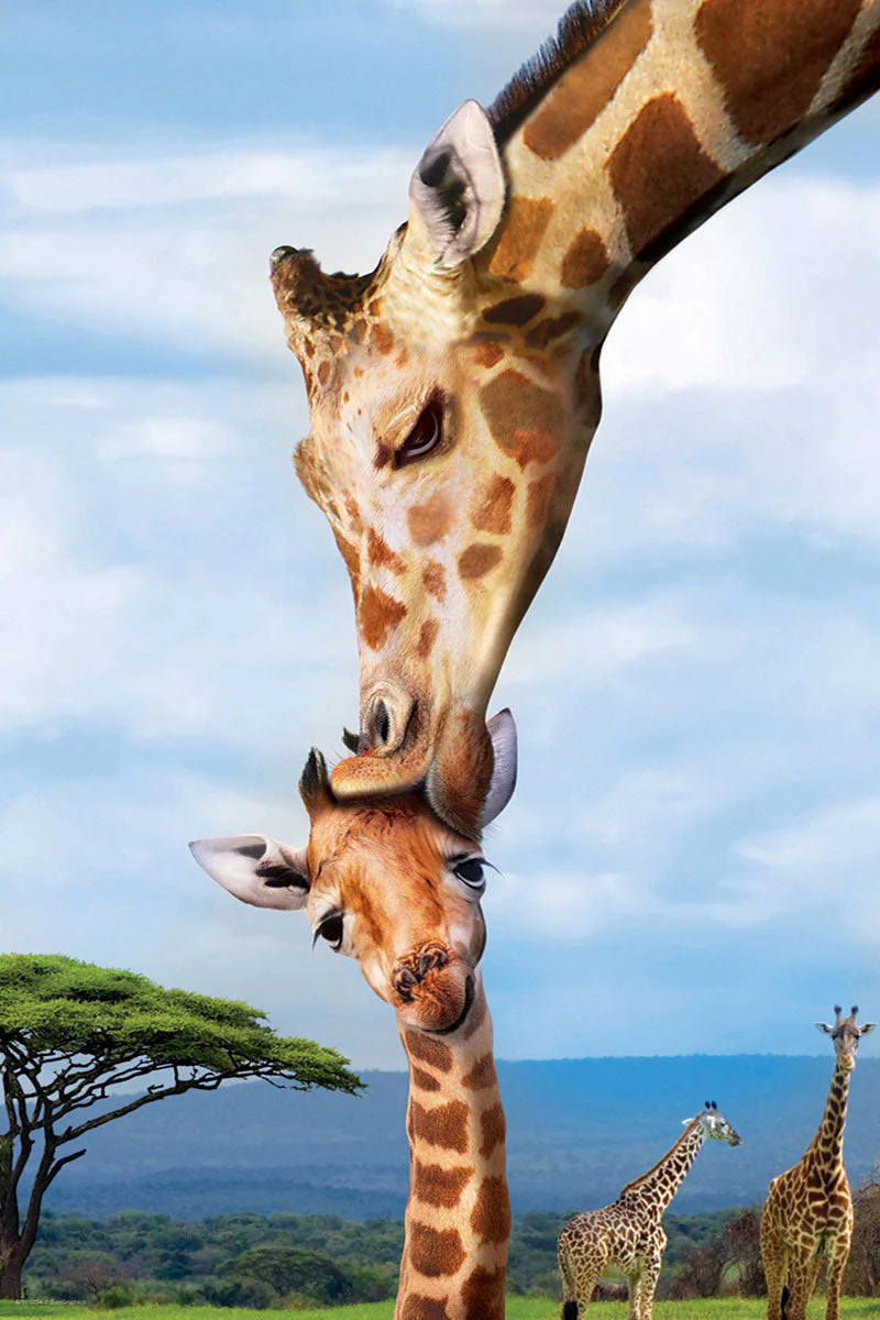 Puzzle: Save Our Planet Puzzles - Giraffes - Image 2