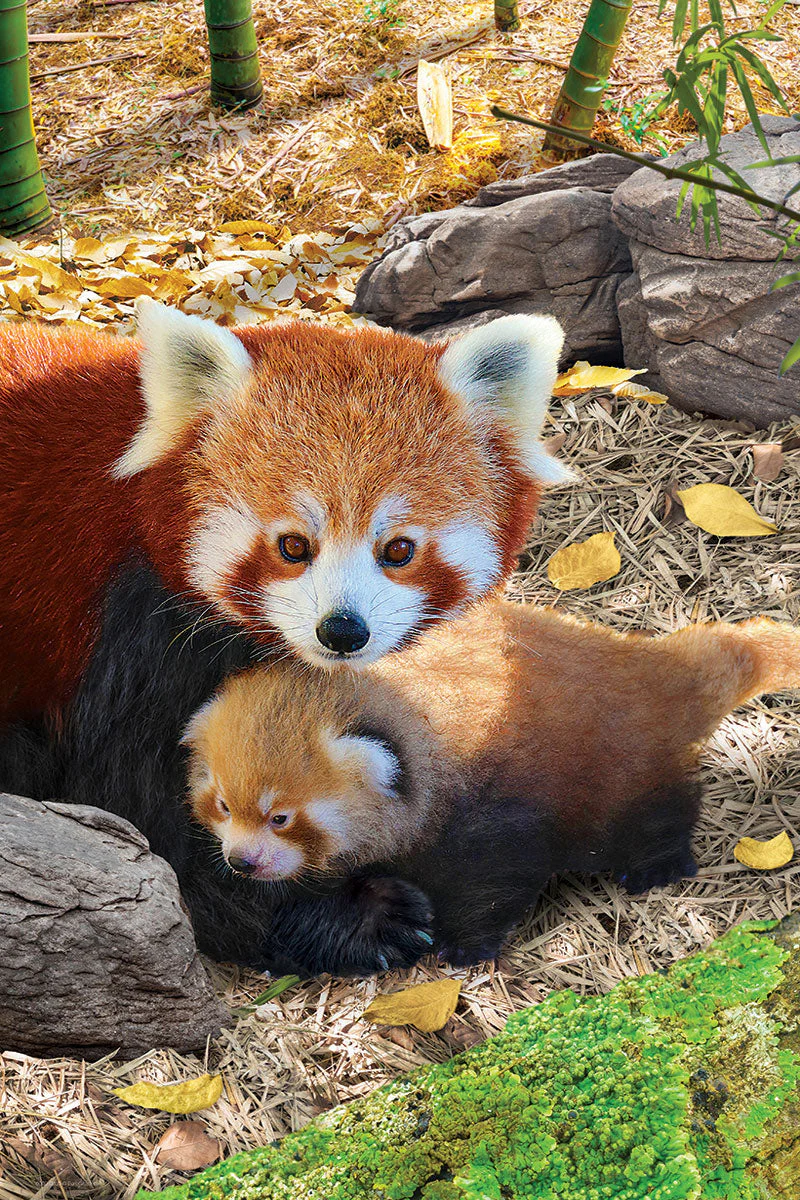 Puzzle: Save Our Planet Puzzles - Red Pandas - Image 2