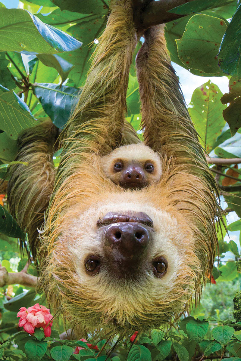 Puzzle: Save Our Planet Puzzles - Sloths - Image 2