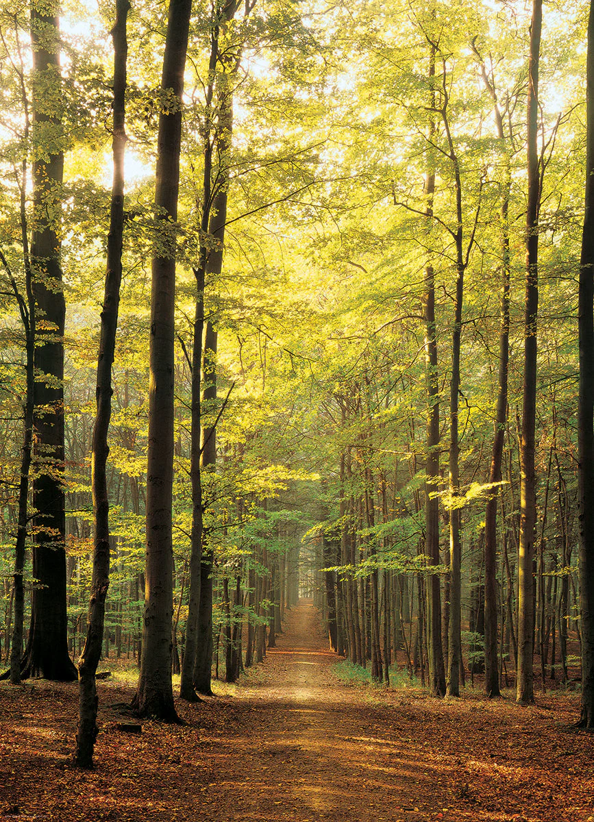 Puzzle: Scenic Photography - Forest Path - Image 3