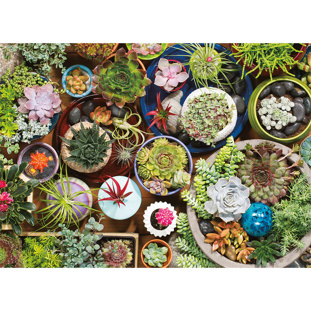 Puzzle: Succulents - Image 2