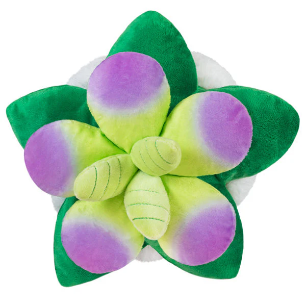 Squishable Succulent (Mini) - Image 3