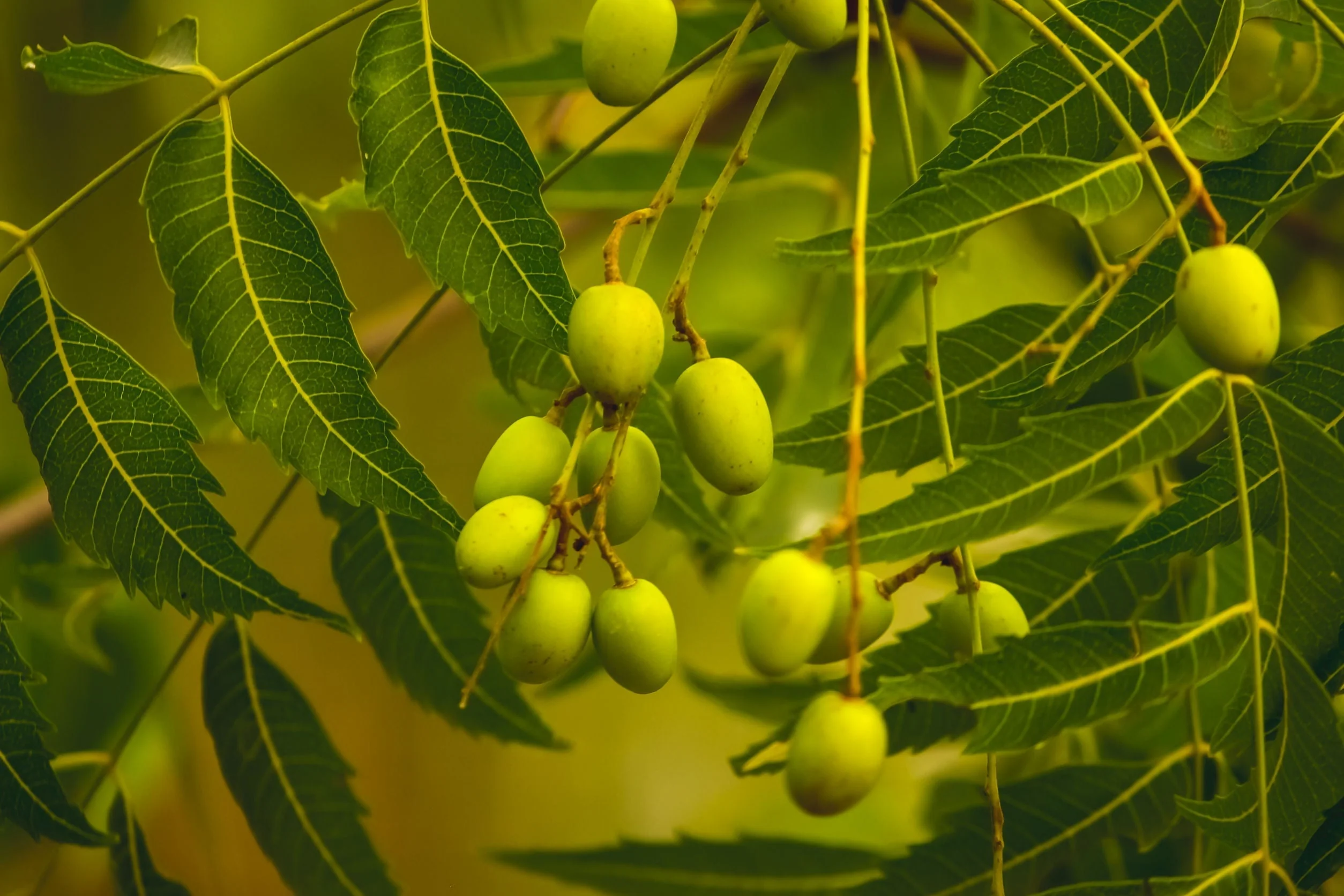 The Original Organic Handmade Neem Oil Soap by Sweet Harvest Farms - Image 2