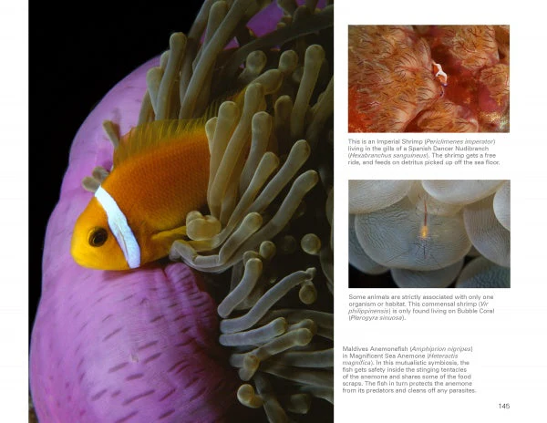 Underwater Photography by Schiffer Publishing - Image 3